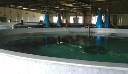 日本黃姑魚工廠化養殖技術與水產品開發