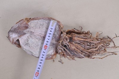 湘潭周記南雜批發部 優質朝鮮魷魚干，海鮮特產優選