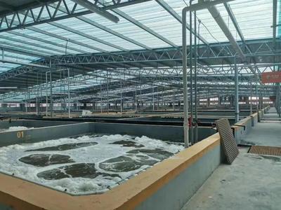 缺蝦百萬噸，產(chǎn)業(yè)迎變革 工廠化養(yǎng)蝦面積將破千萬平米，第二屆中國工廠化養(yǎng)蝦大會(huì)8月啟幕